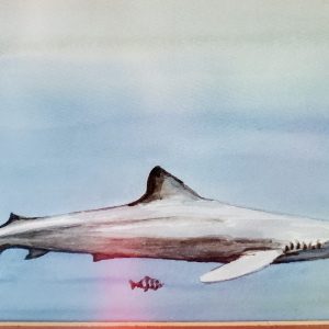 188 Shark