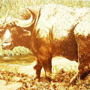 235 Waterbuffalo