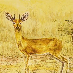 241 Dik DIk