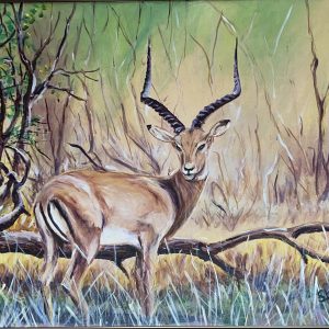 425 Male Impala