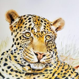 505 Leopard