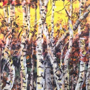 560 Sunlight through the birches
