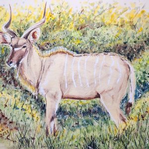 600 Kudu in the brush