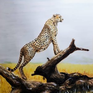 605 Cheetah on the outlook