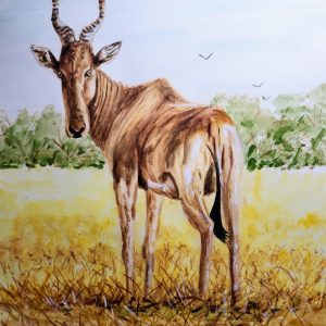 606 Hartebeest