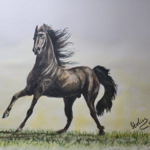 610 Black Stallion Warrior