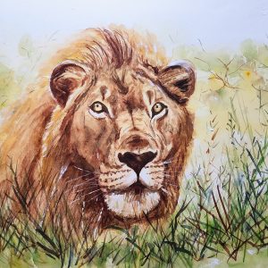 636 The hungry lion
