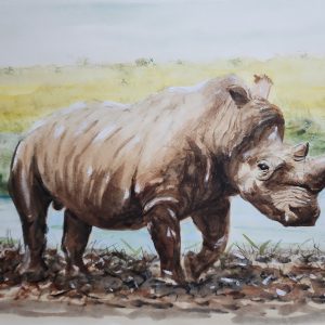 655 Rhino in the mud