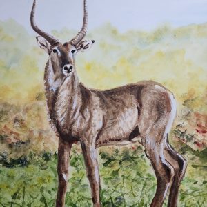 656 African Water Buck