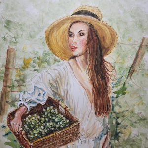 675 Vineyard harvest
