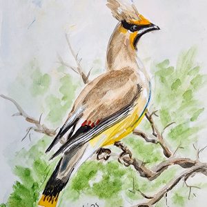 699 Cedar Waxwing